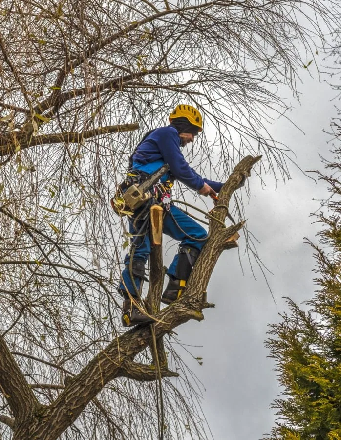 Charleston WV Tree Service gallery 4