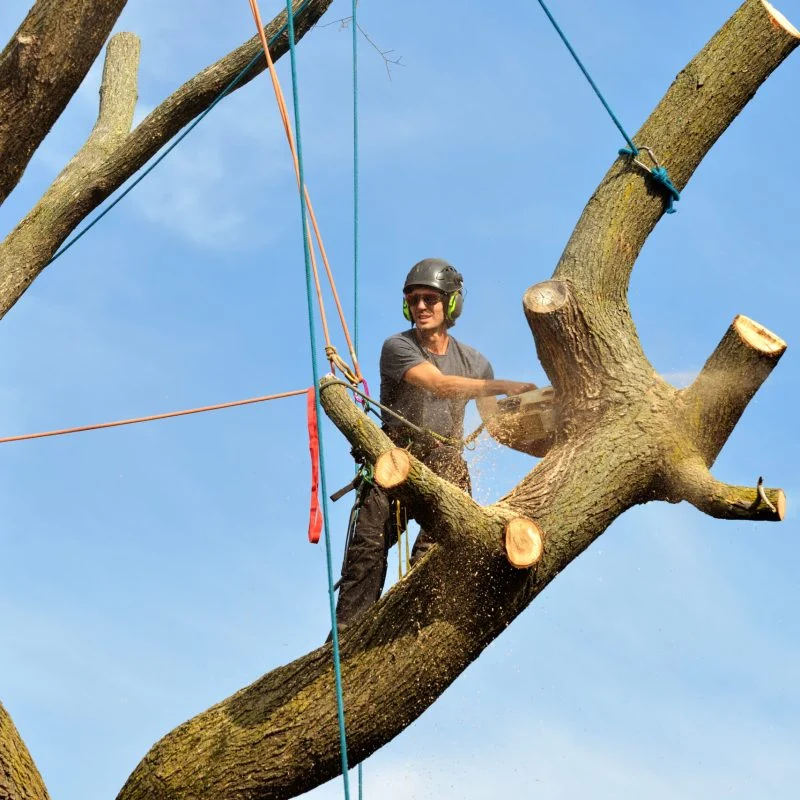 Charleston WV Tree Service gallery 6