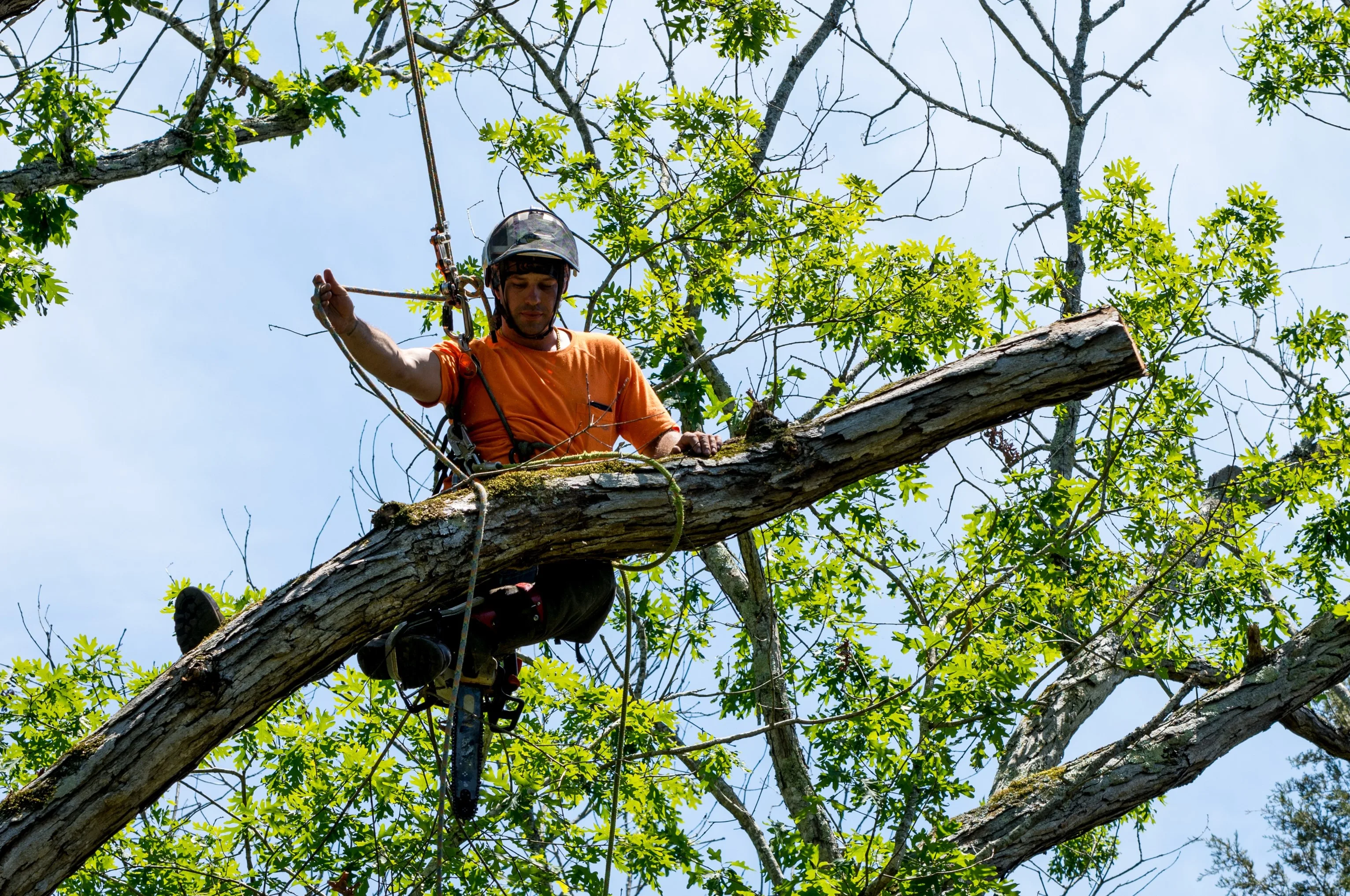 Charleston WV Tree Service gallery 8