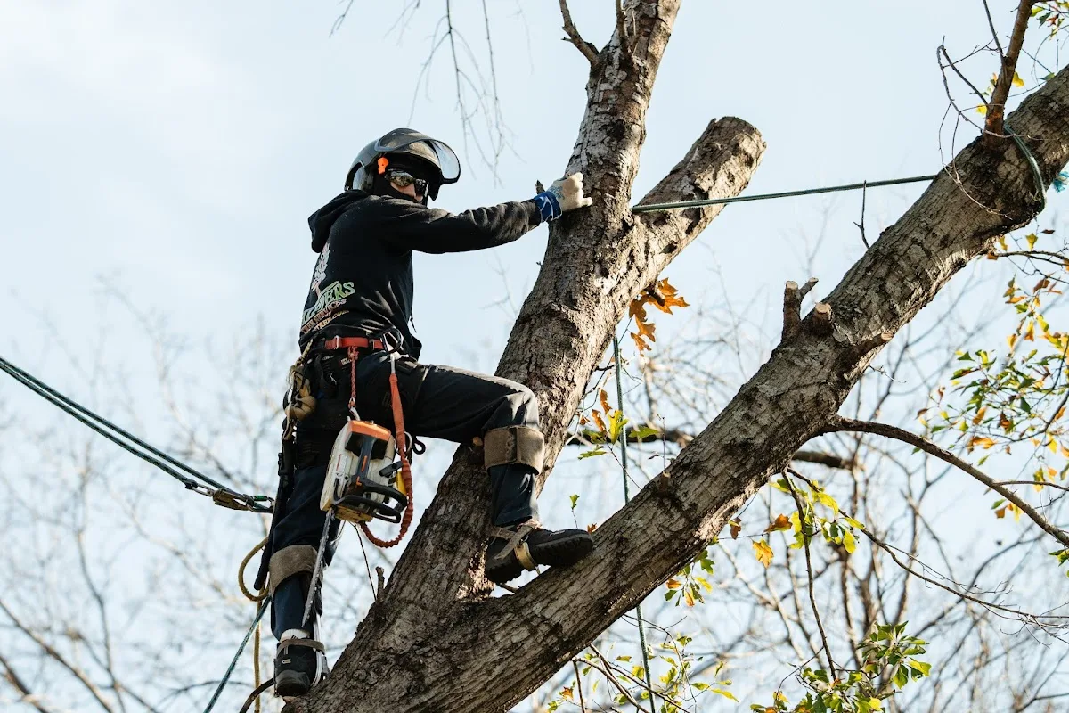 Chippers Tree Service work site