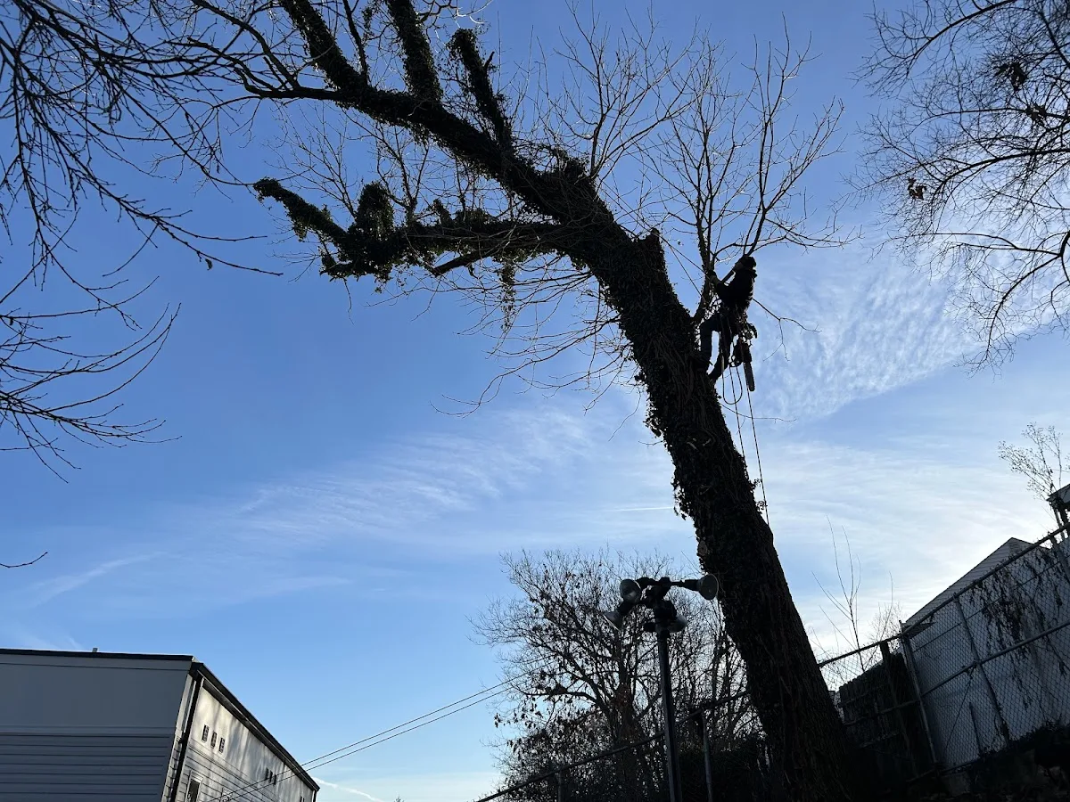 Cincinnati Elite Tree Service