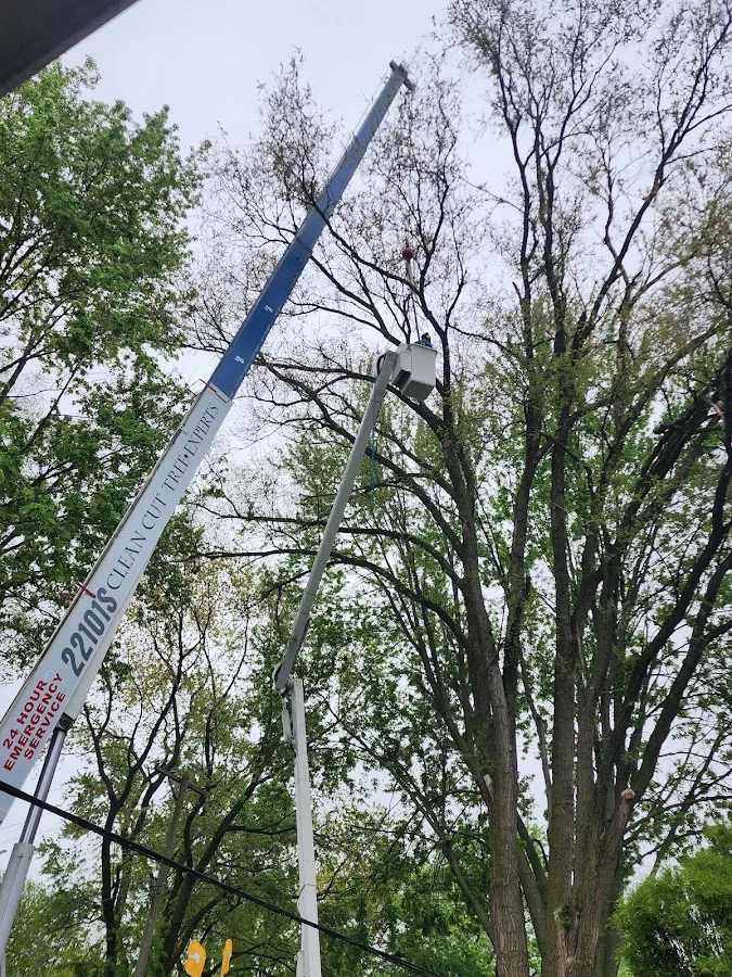 Clean Cut Tree Experts gallery 2