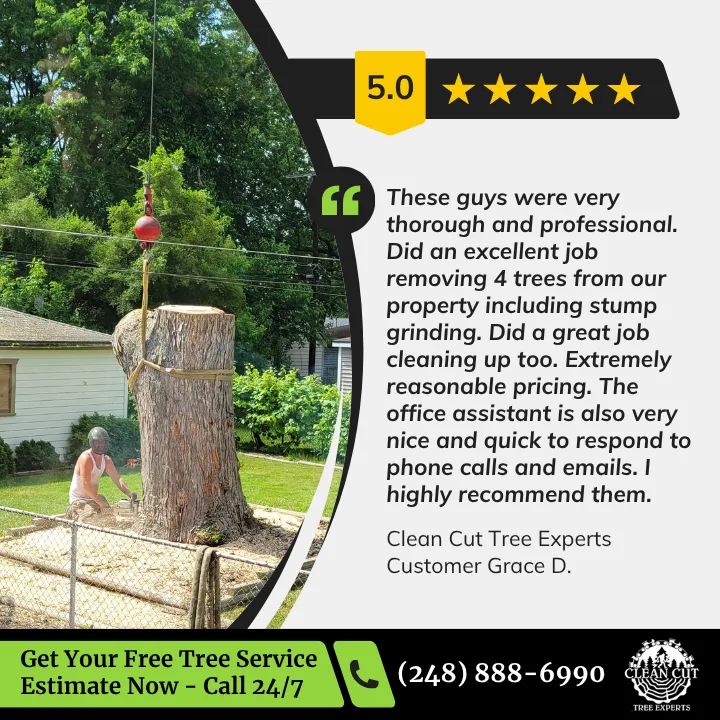 Clean Cut Tree Experts gallery 4