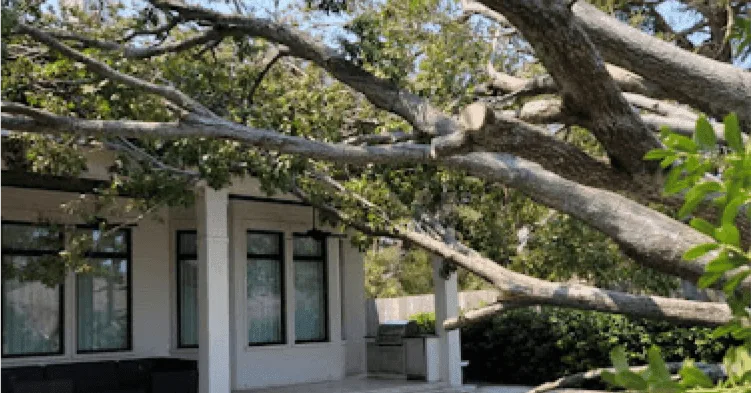 Clean Cut Tree Experts gallery 5