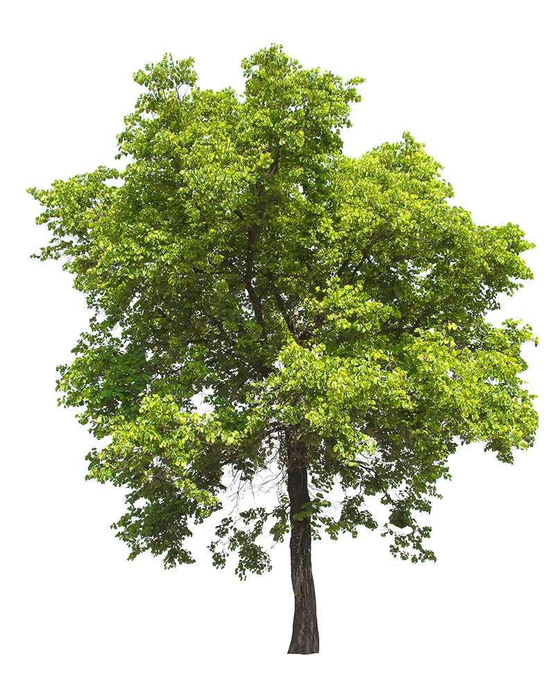 Clear View Tree Services LLC gallery 5