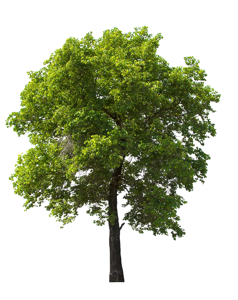 Clear View Tree Services LLC gallery 6