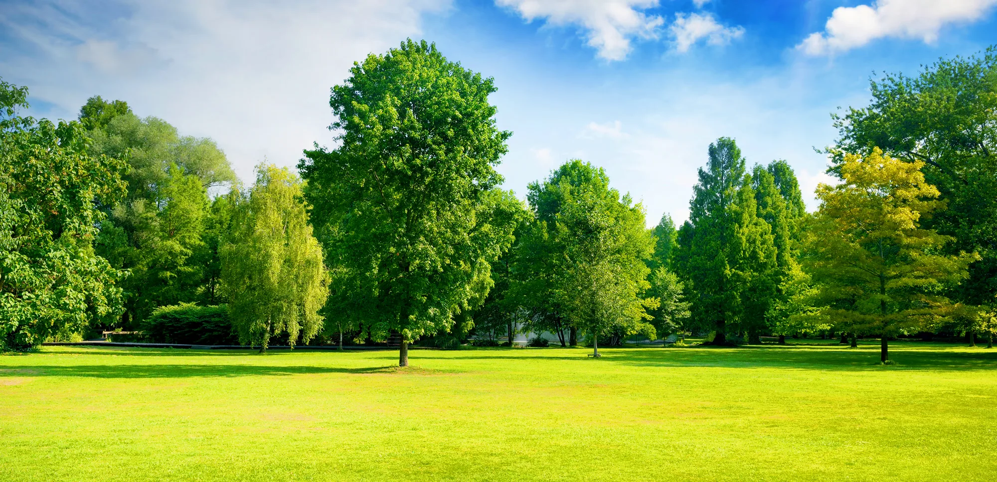 Clear View Tree Services LLC gallery 7