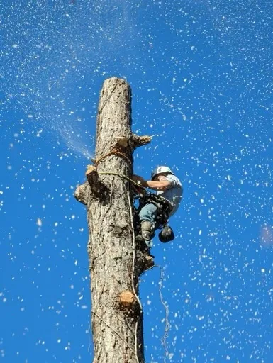 Coastal Tree Co.