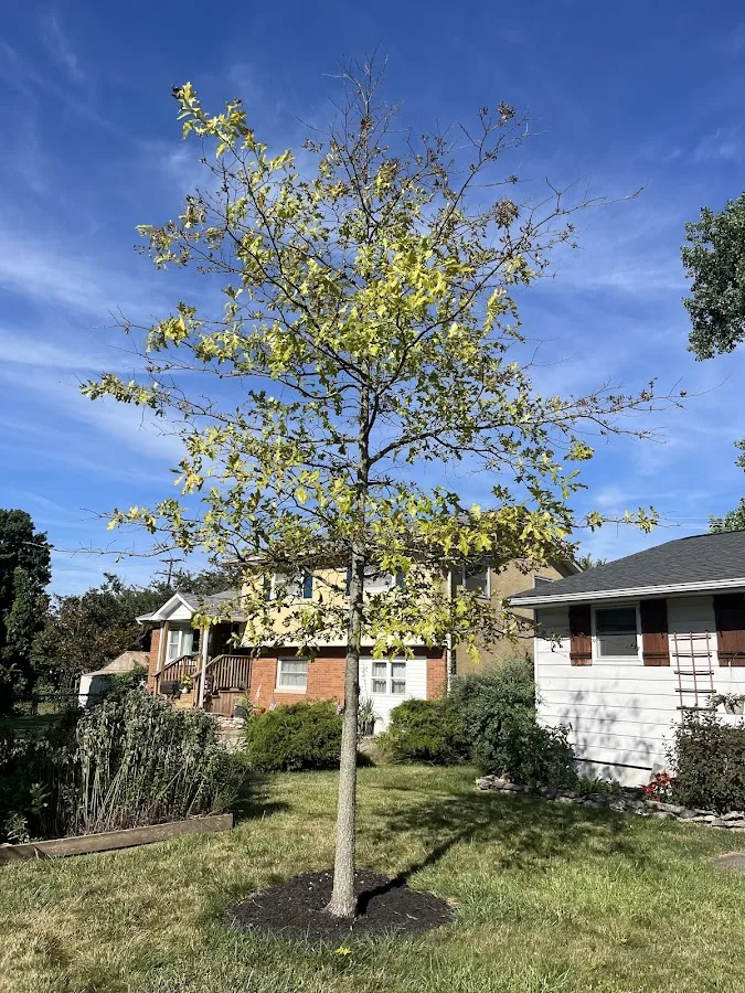 Columbus Tree Care gallery 2