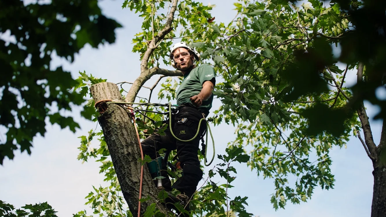 Columbus Tree Care gallery 3