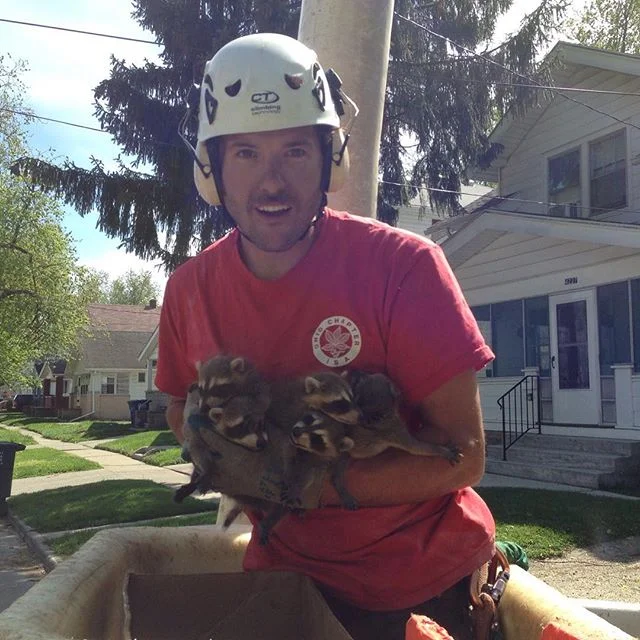 Columbus Tree Care gallery 5