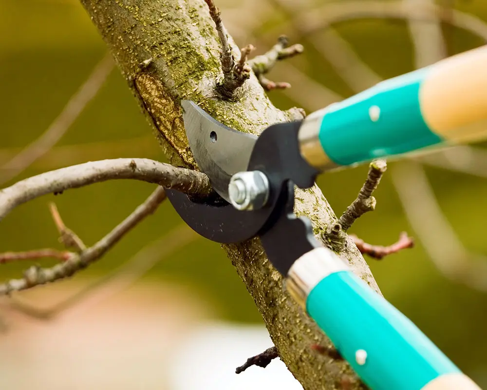 Columbus Tree Service Experts. gallery 3