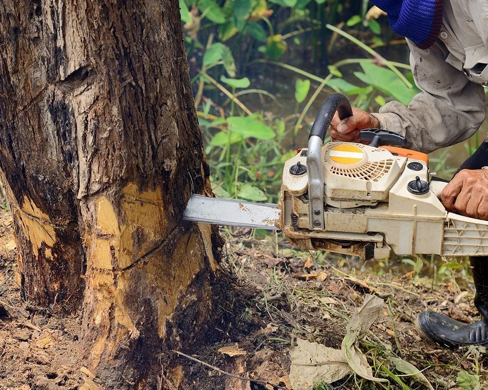 Columbus Tree Service Experts. gallery 4
