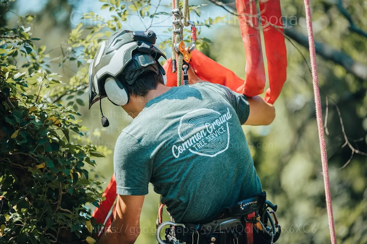 Common Ground Chattanooga Tree Service