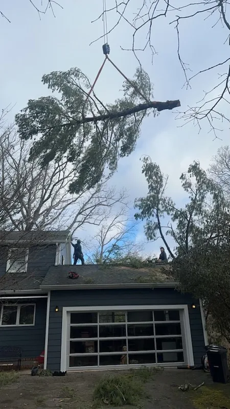 Common Ground Chattanooga Tree Service gallery 2