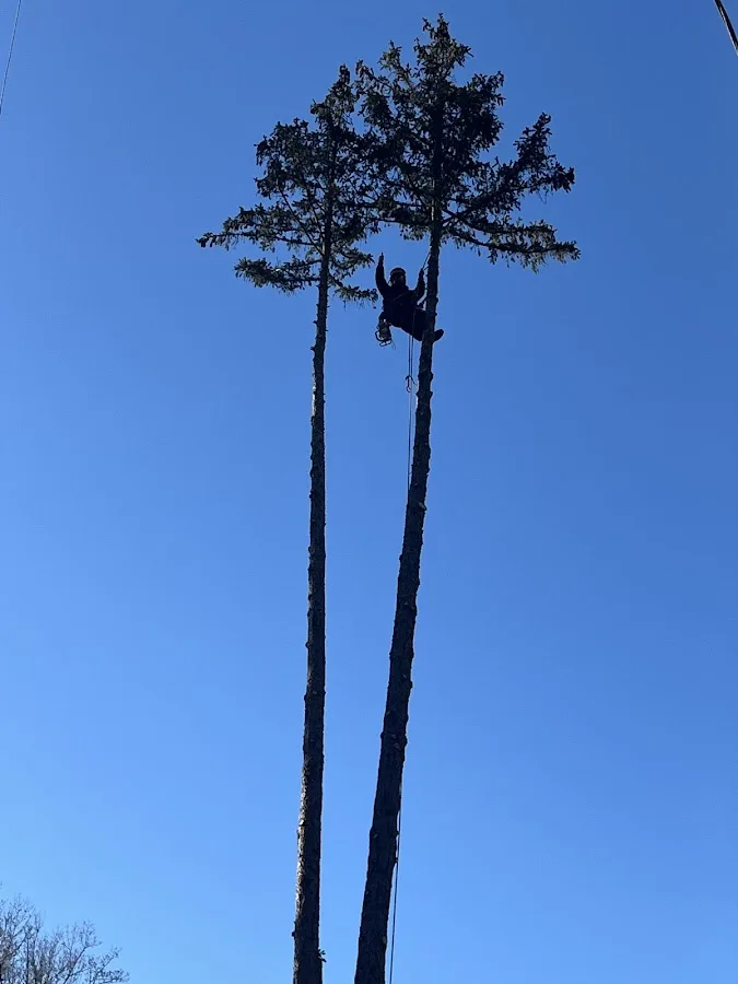 Commonwealth Tree Care