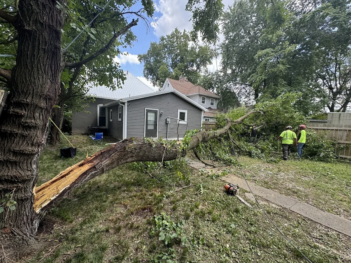 Condados tree service