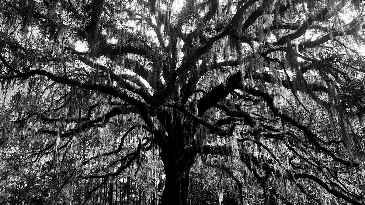 Connor Tree Service, LLC gallery 2