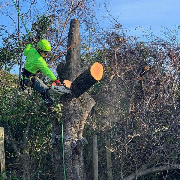 Connor Tree Service, LLC gallery 3