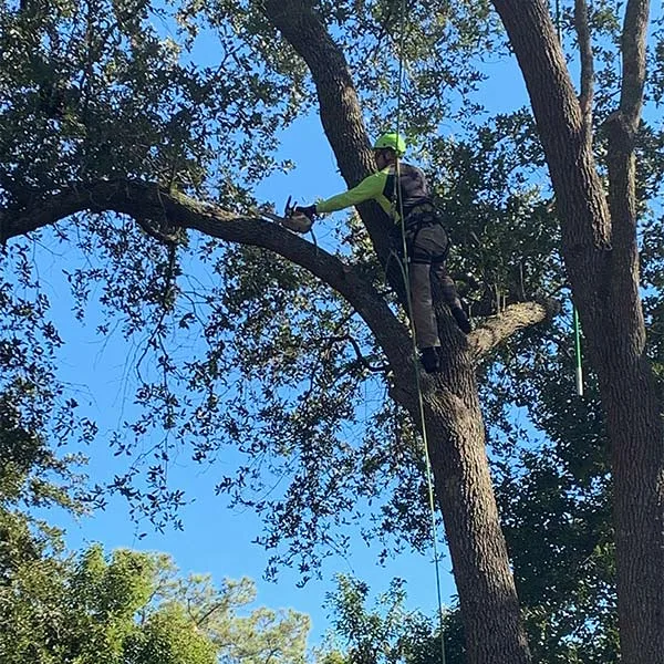 Connor Tree Service, LLC gallery 4