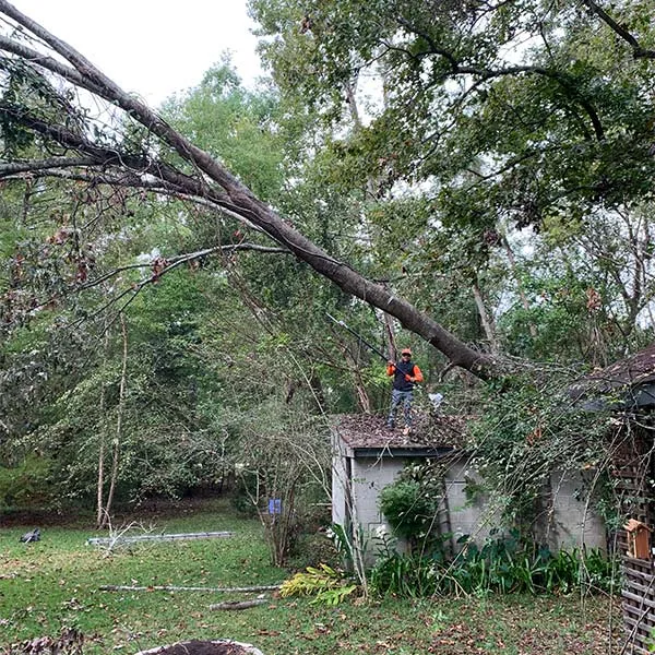 Connor Tree Service, LLC gallery 6
