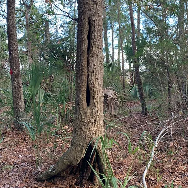 Connor Tree Service, LLC gallery 7