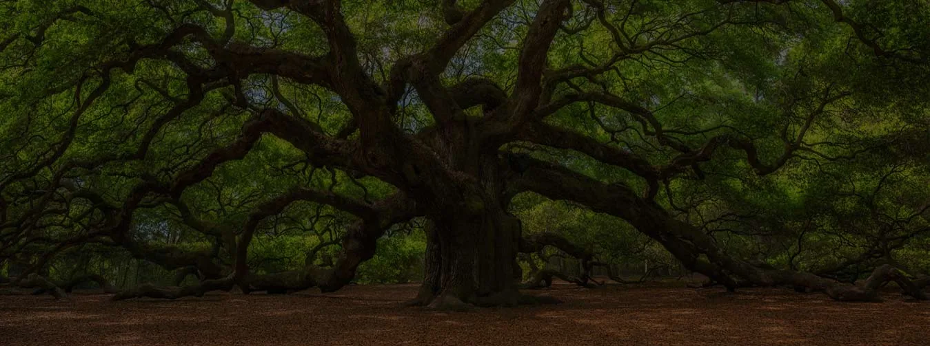 Connor Tree Service, LLC gallery 8