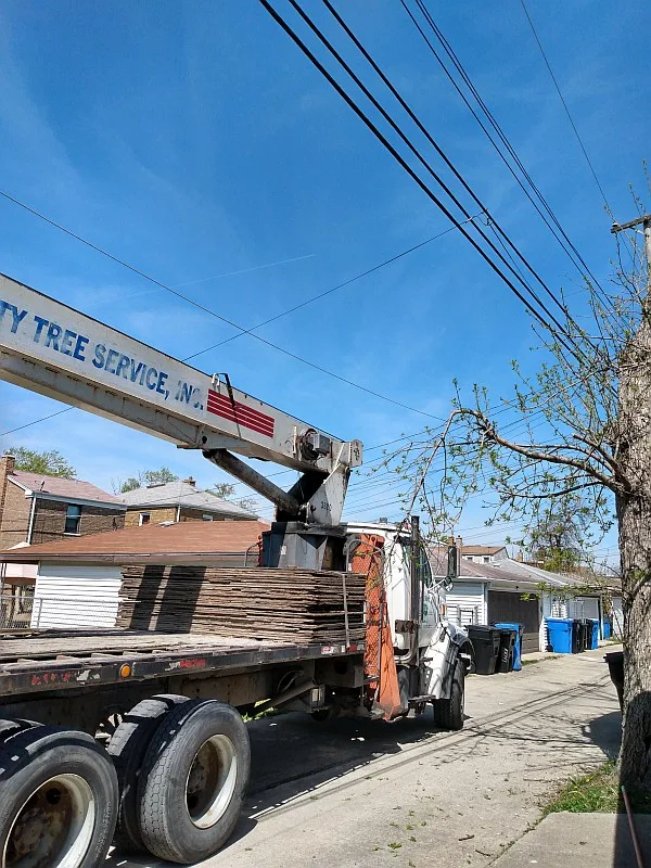 County Tree Service