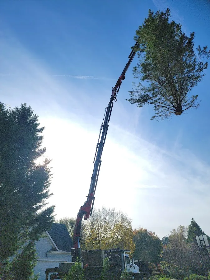 CS Tree Services Inc work site