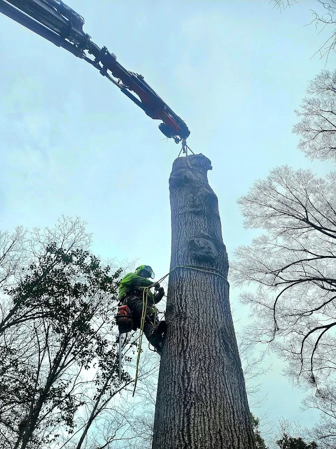 CS Tree Services Inc gallery 4