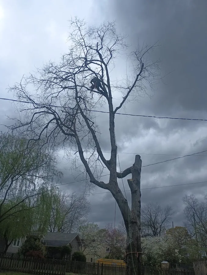 CTS Tree Services Huntsville