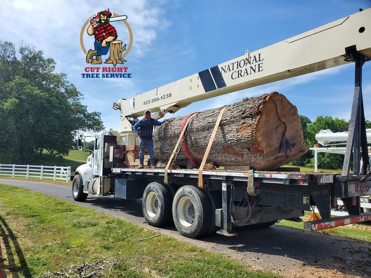 Cut Right Tree Service work site