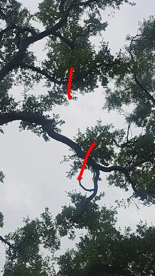 D&Y Tree Services