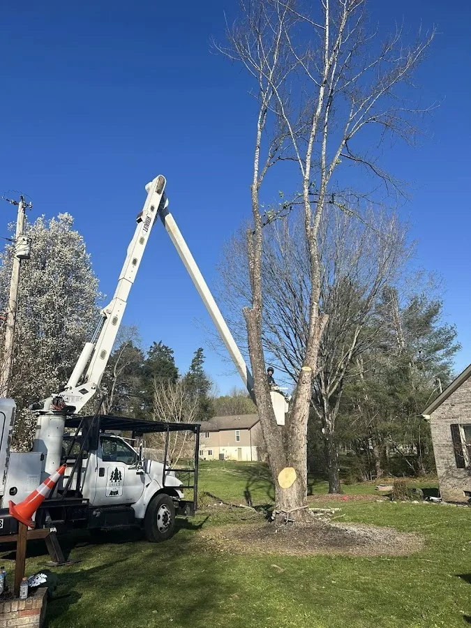 Dave's Tree and Stump Service