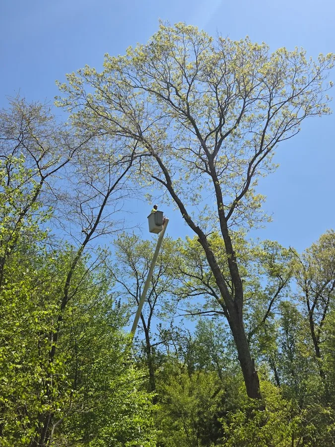 Deadwood Tree and Stump Service LLC (Chepachet, RI): What to Confirm in a Tree Removal & Stump Scope