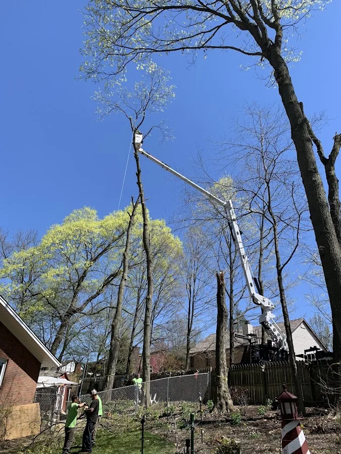 Dean Thomas Tree Service