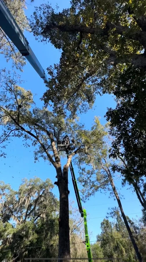 Diaz's Tree Service, LLC