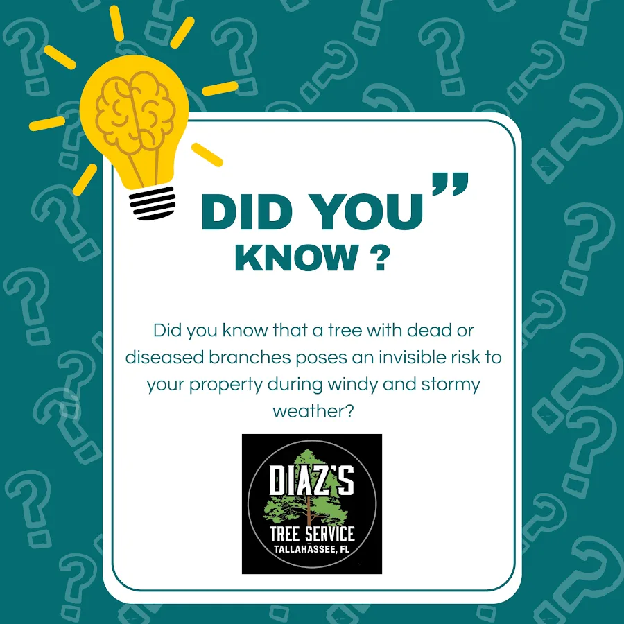 Diaz's Tree Service, LLC gallery 2
