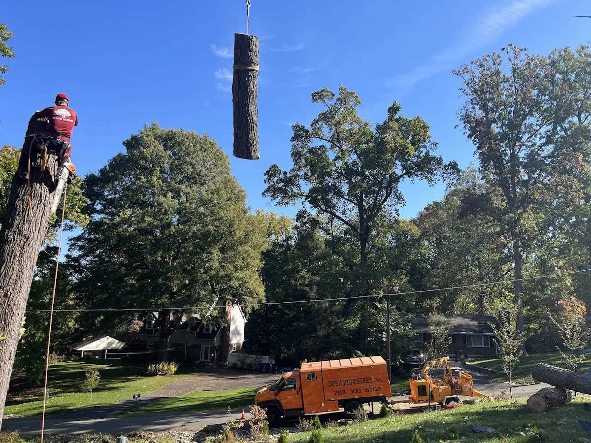 Dos Amigos Tree Experts