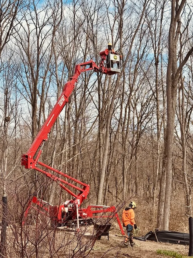 DOS Tree Service LLC gallery 2