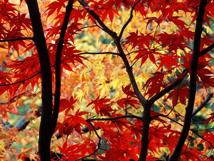 DOS Tree Service LLC gallery 3