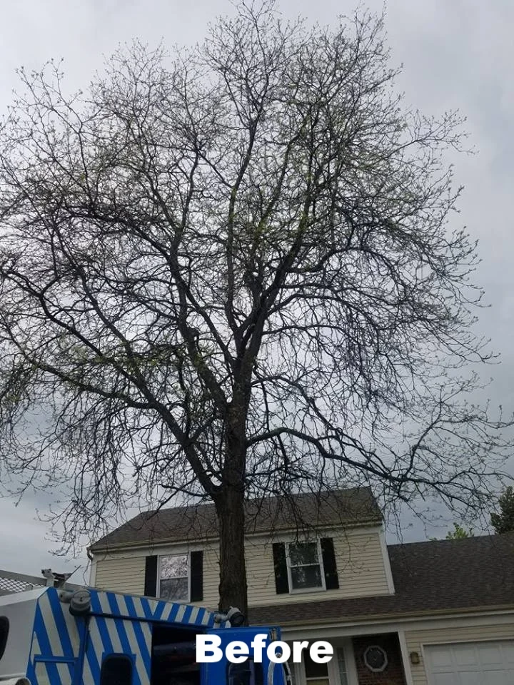 DOS Tree Service LLC gallery 4