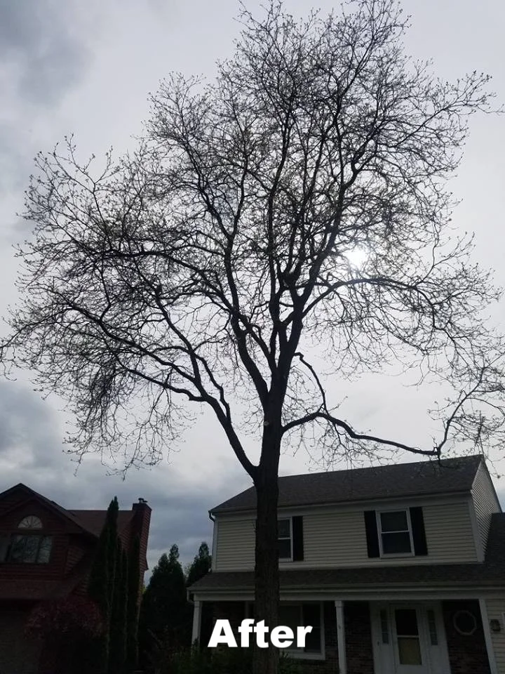 DOS Tree Service LLC gallery 5