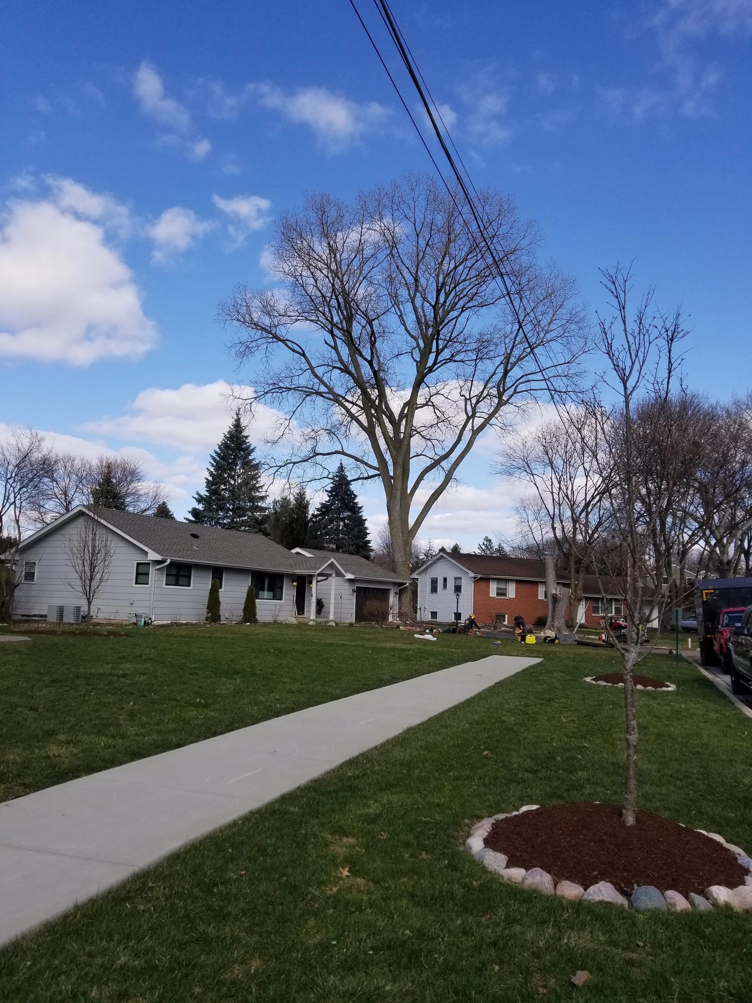DOS Tree Service LLC gallery 6