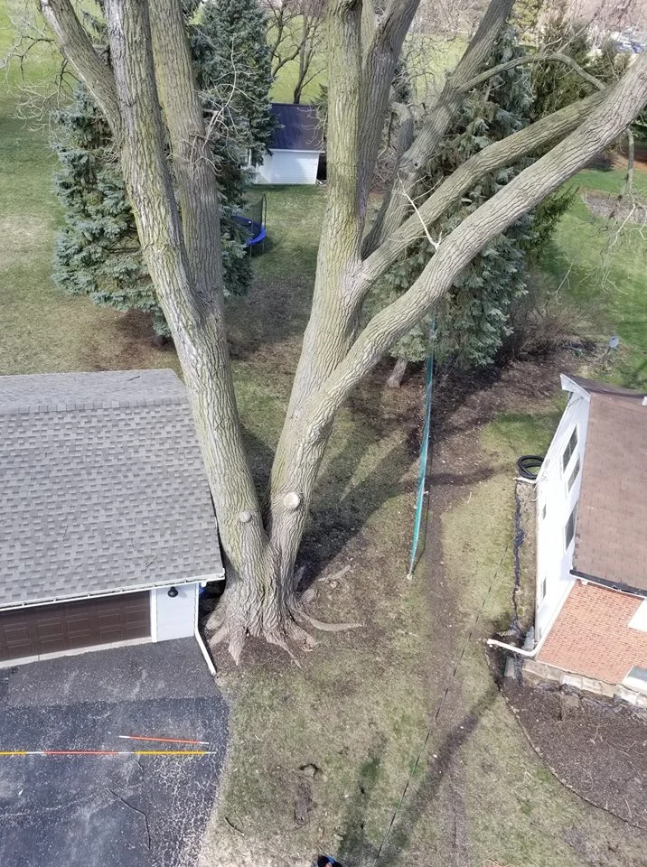 DOS Tree Service LLC gallery 7