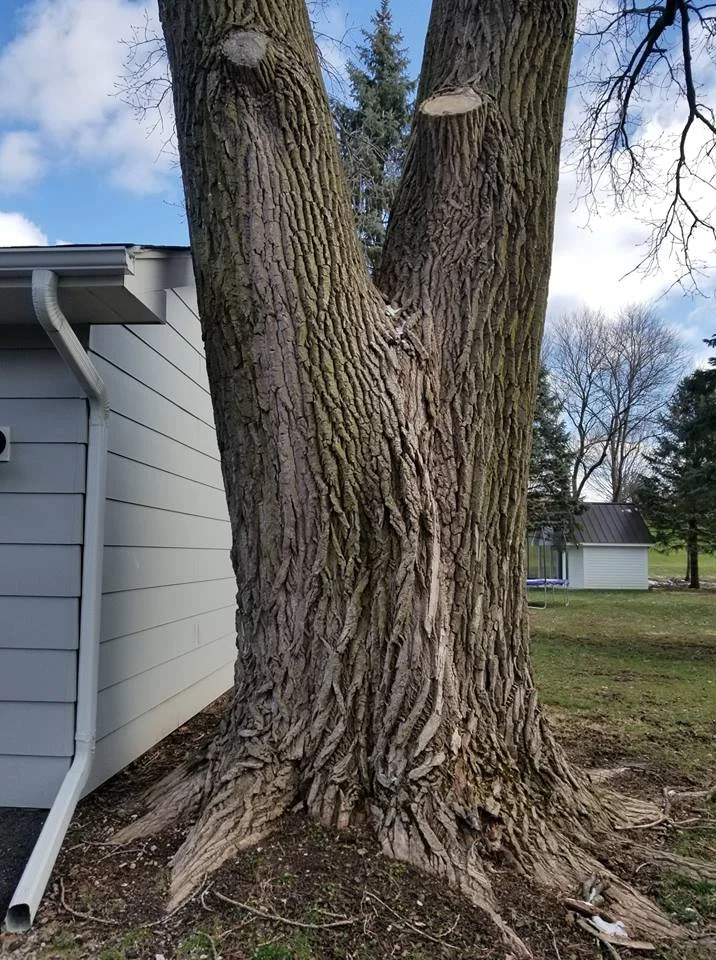 DOS Tree Service LLC gallery 8