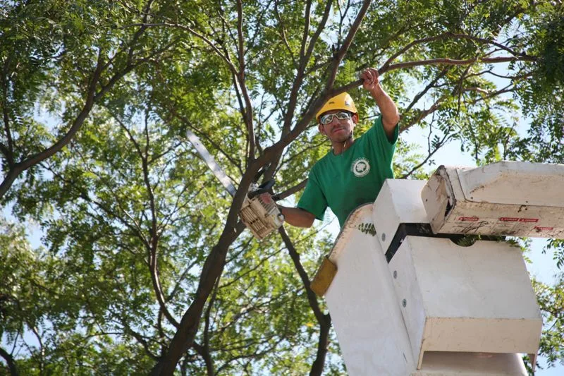 Dragonetti Tree Removal gallery 2