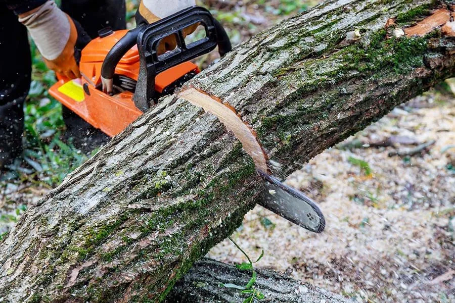 Dragonetti Tree Removal gallery 3