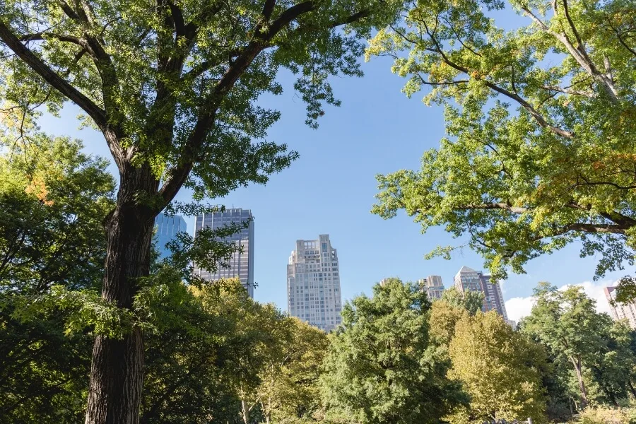 Dragonetti Tree Removal gallery 4