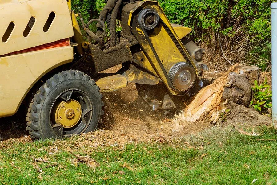 Dragonetti Tree Removal gallery 6